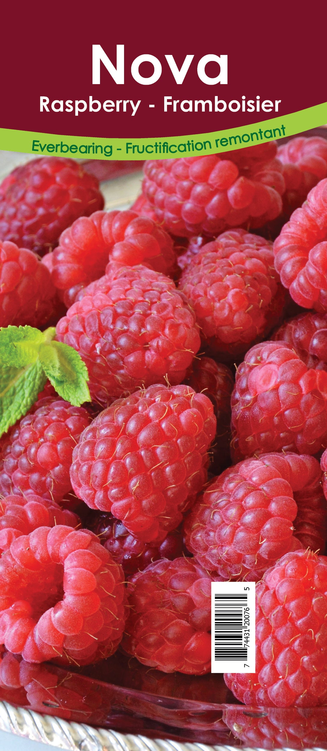 Raspberry Everbearing - Nova Retail Pot