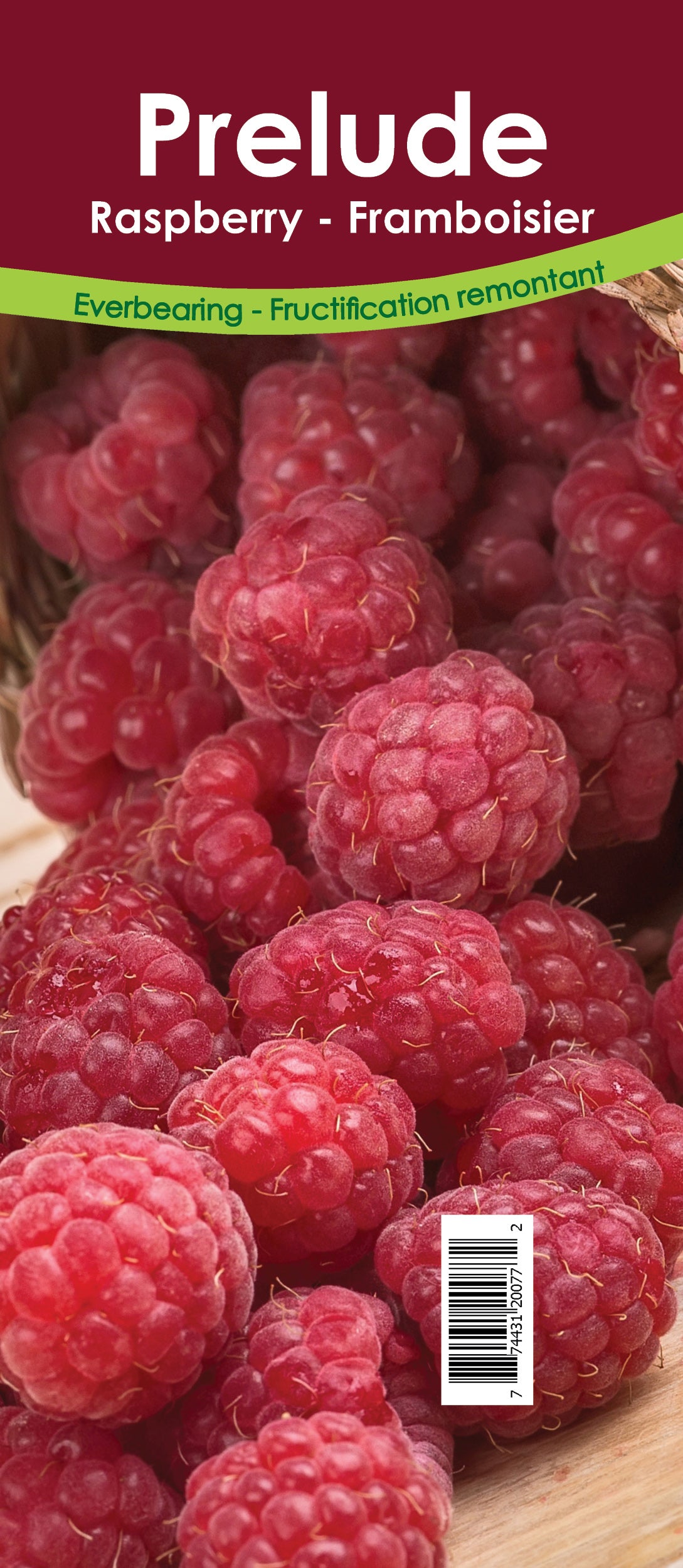 Raspberry Everbearing - Prelude Retail Pot