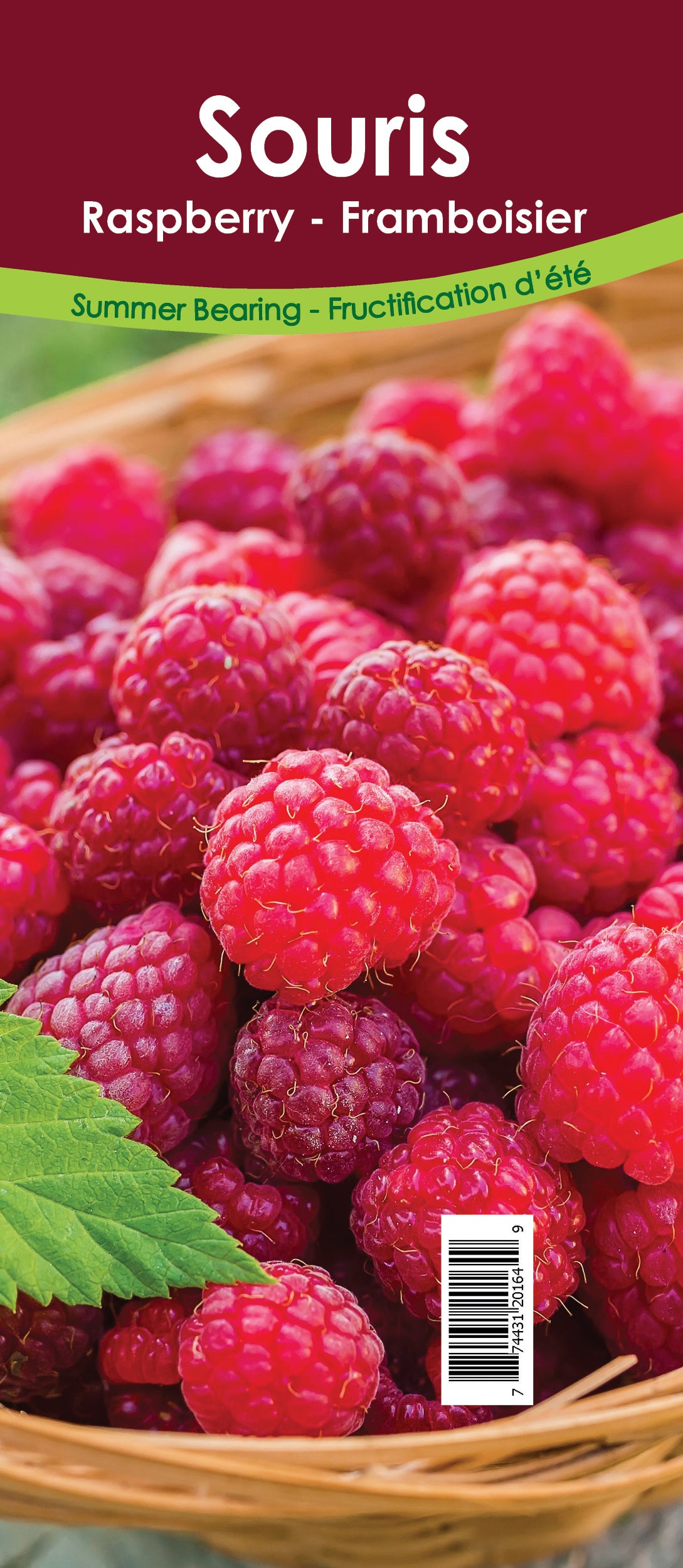 Raspberry Summer Bearing - Souris Retail Pot