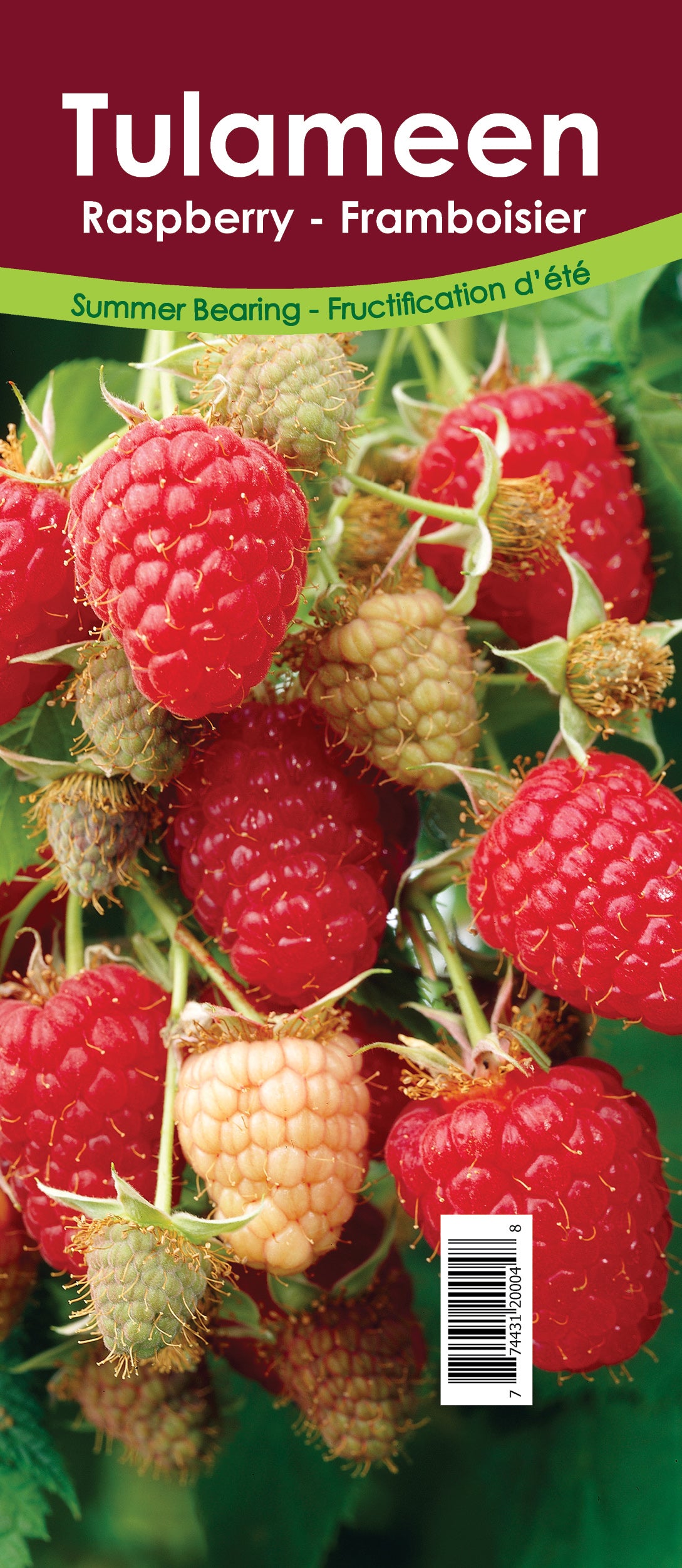 Raspberry Summer Bearing - Tulameen Retail Pot