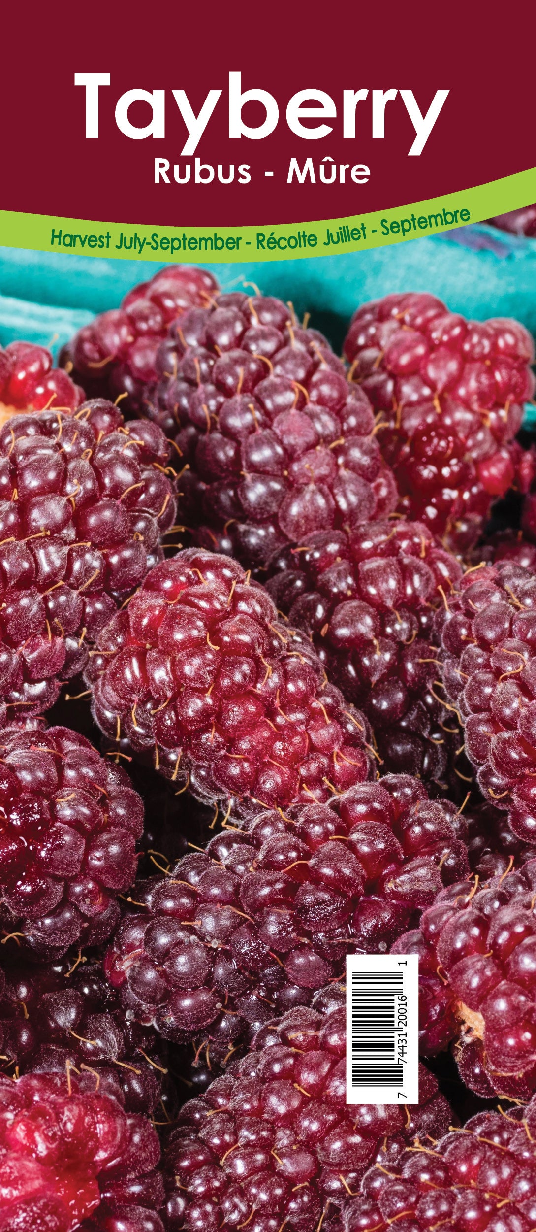 Tayberry Retail Potted