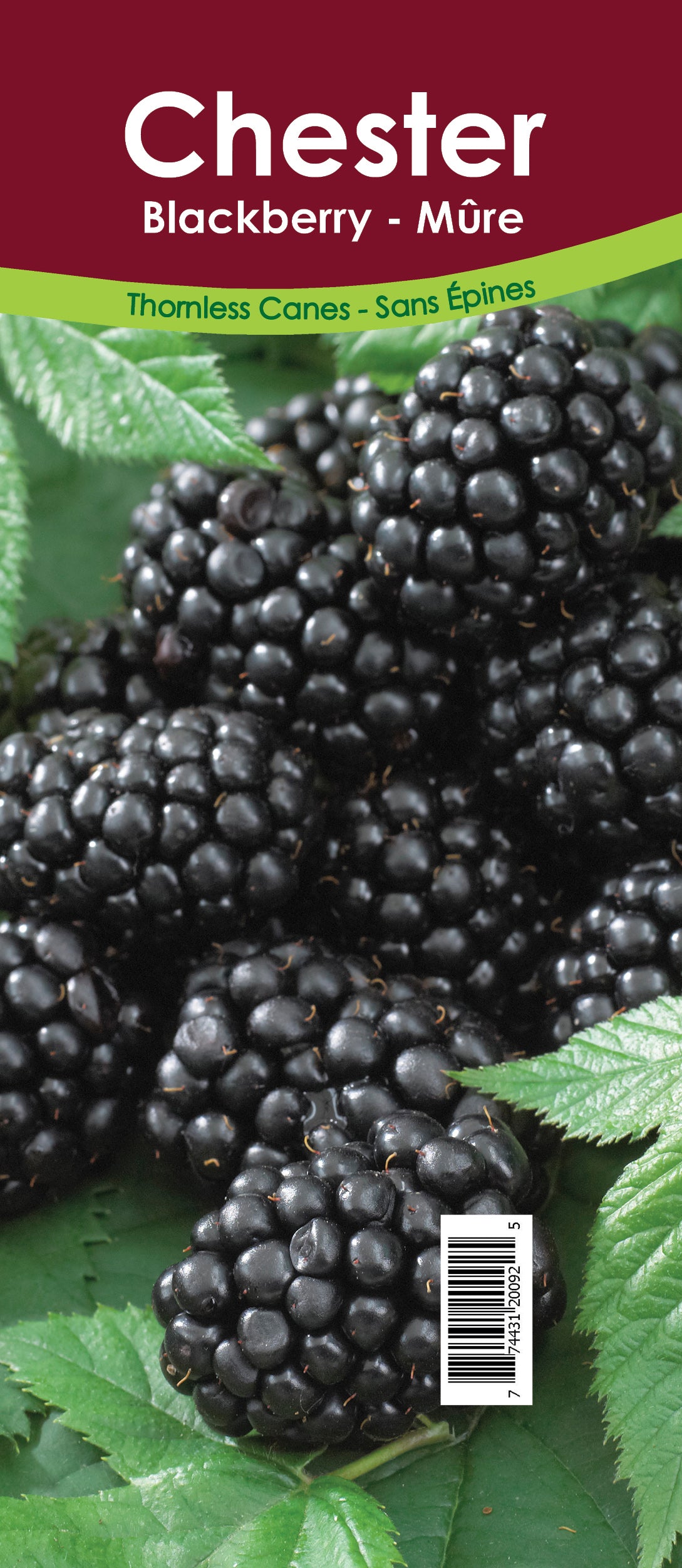 Blackberry - Chester Thornless Retail Pot