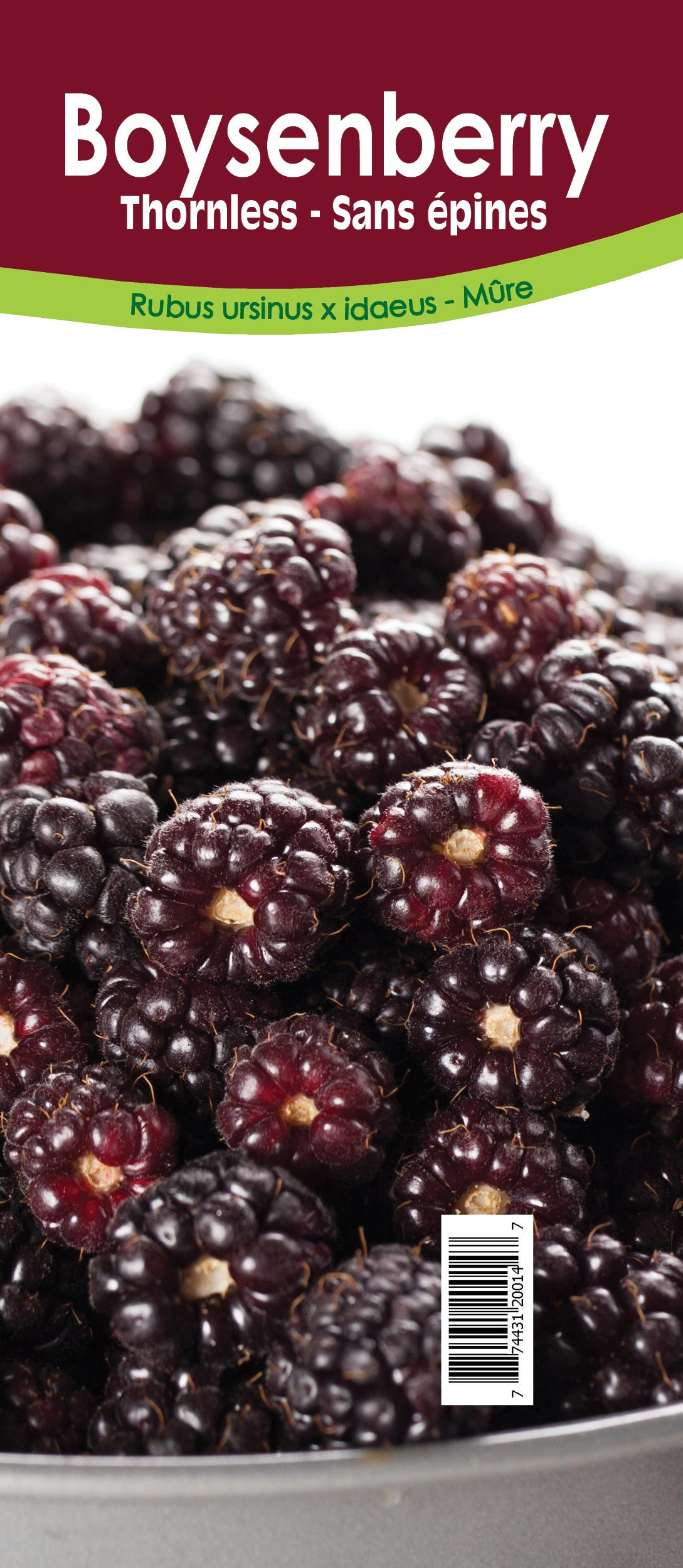 Boysenberry - Thornless Retail Pot