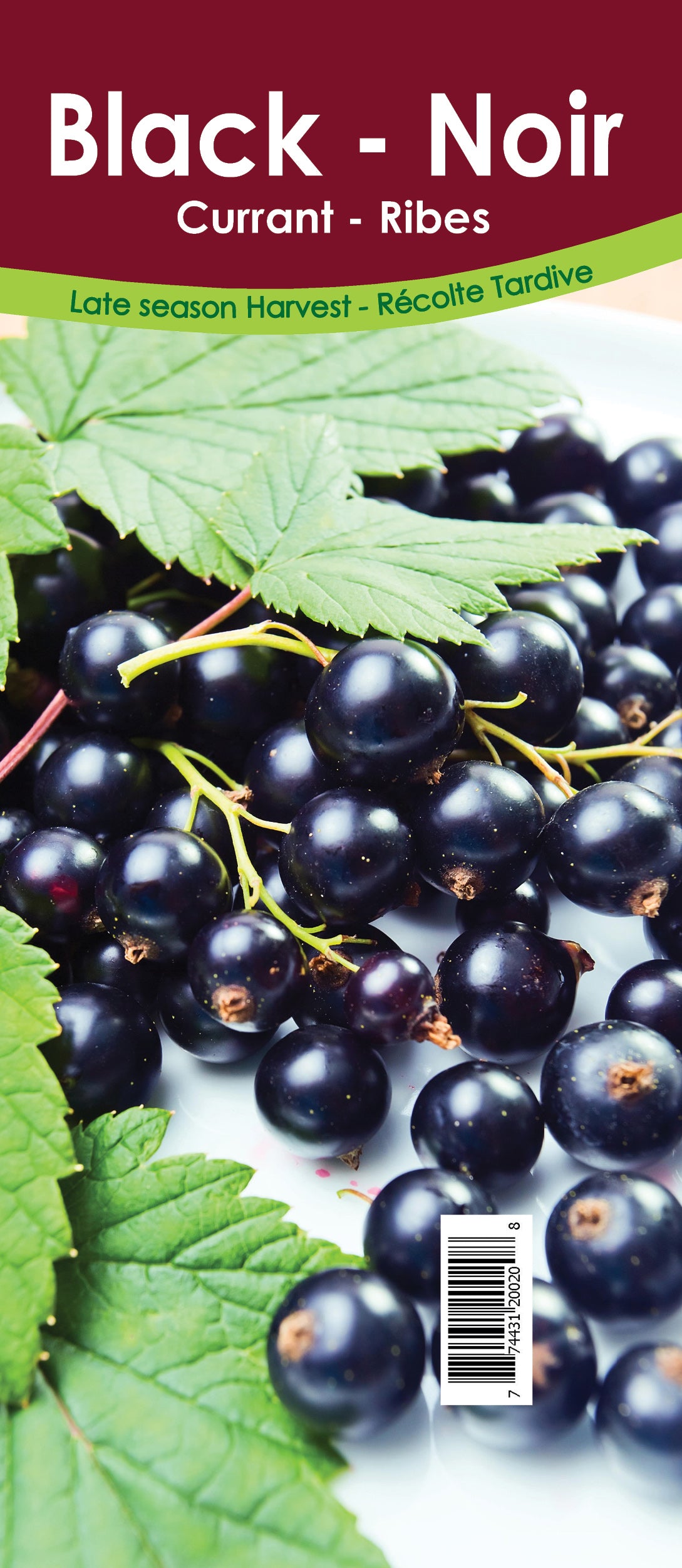 Currant - Black Retail