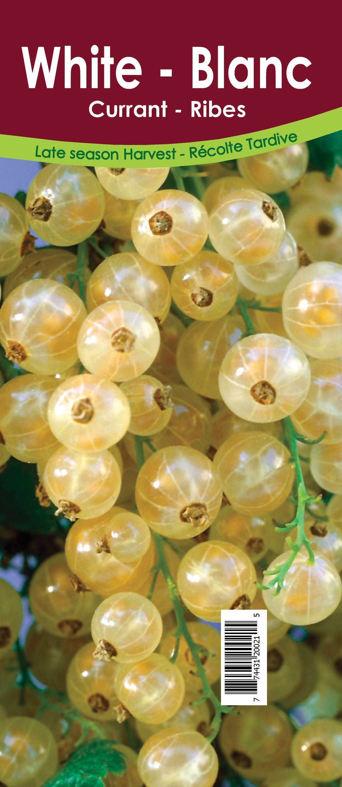 Currant - White Retail