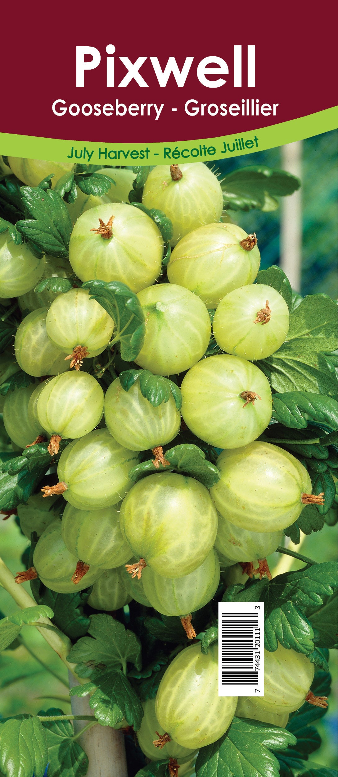 Gooseberry Asst'd Unit Retail