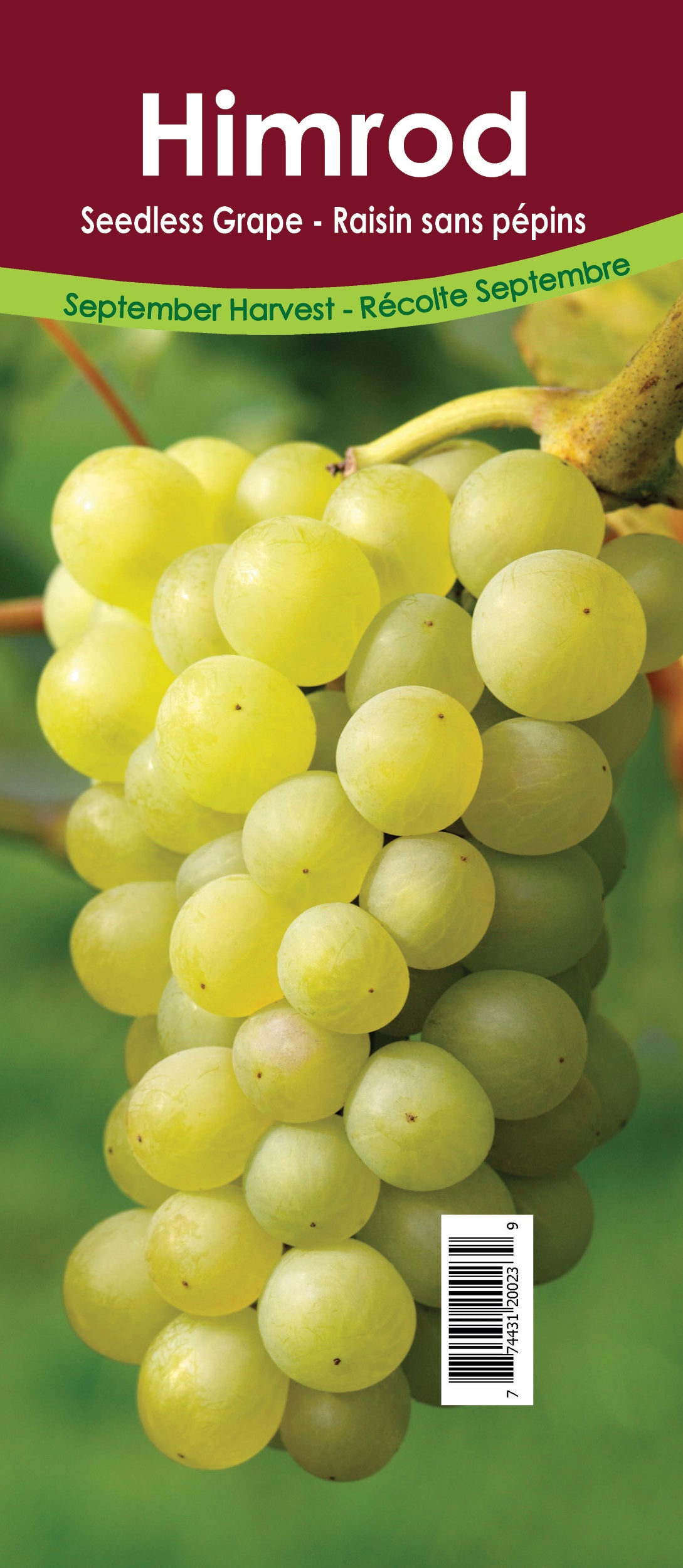 Grapes Seedless - Himrod Retail Pot
