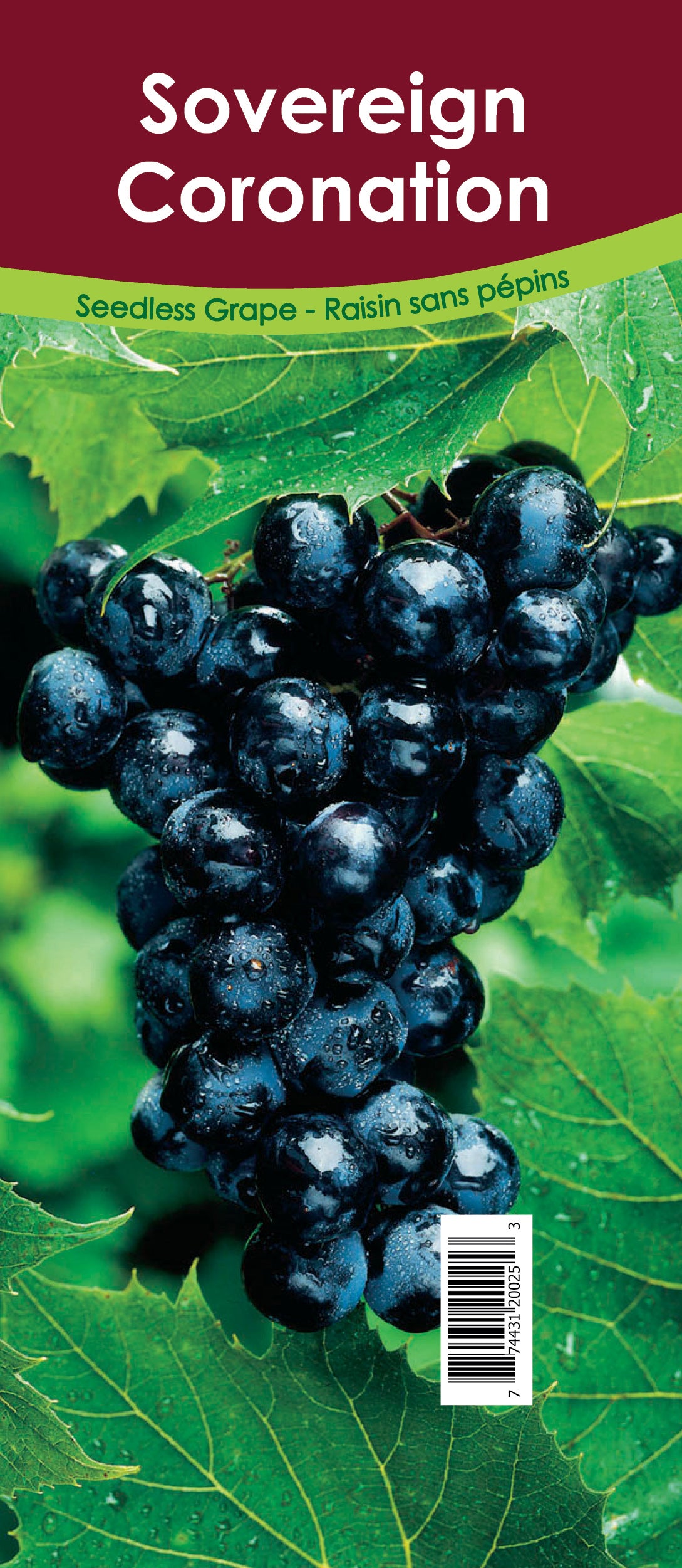 Grapes Seedless - Sovereign Coronation Retail Pot