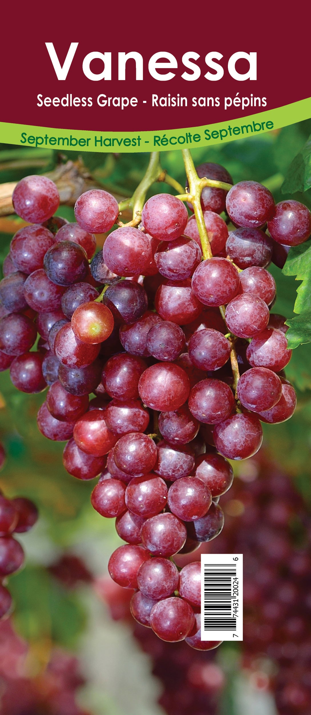 Grapes Seedless - Vanessa Retail Pot