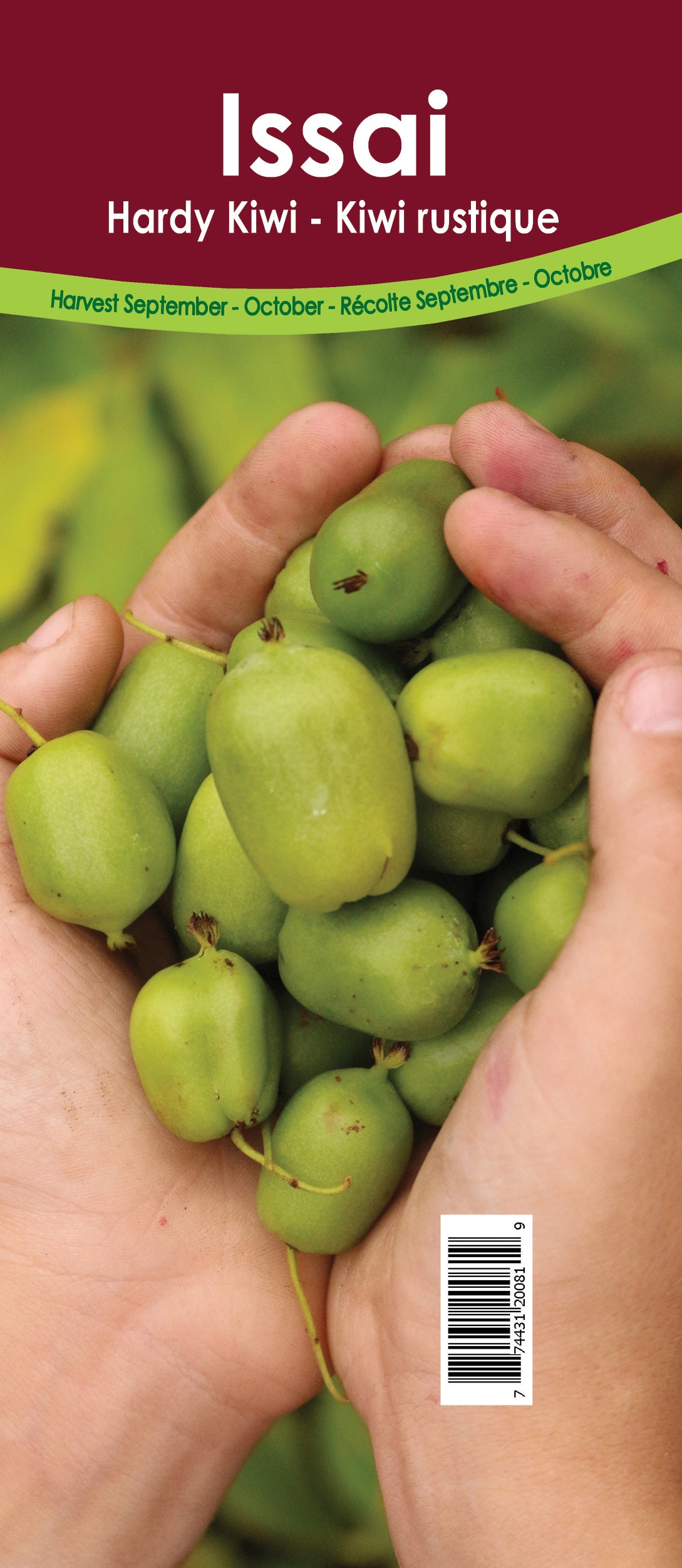 Kiwi - Issai Retail Potted