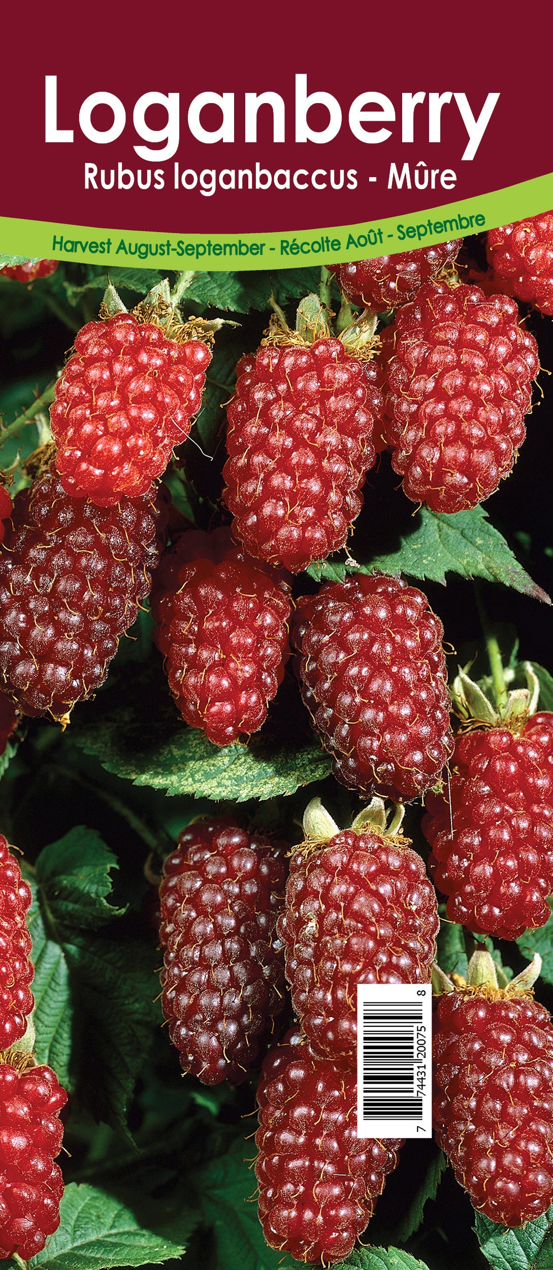 Loganberry - Retail Potted
