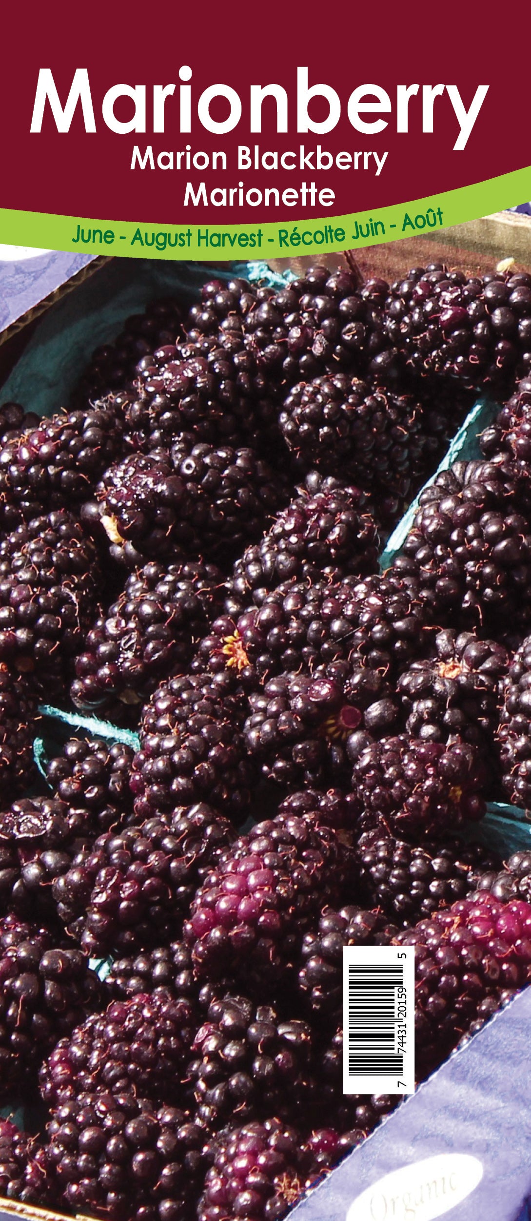 Marionberry - Retail Potted