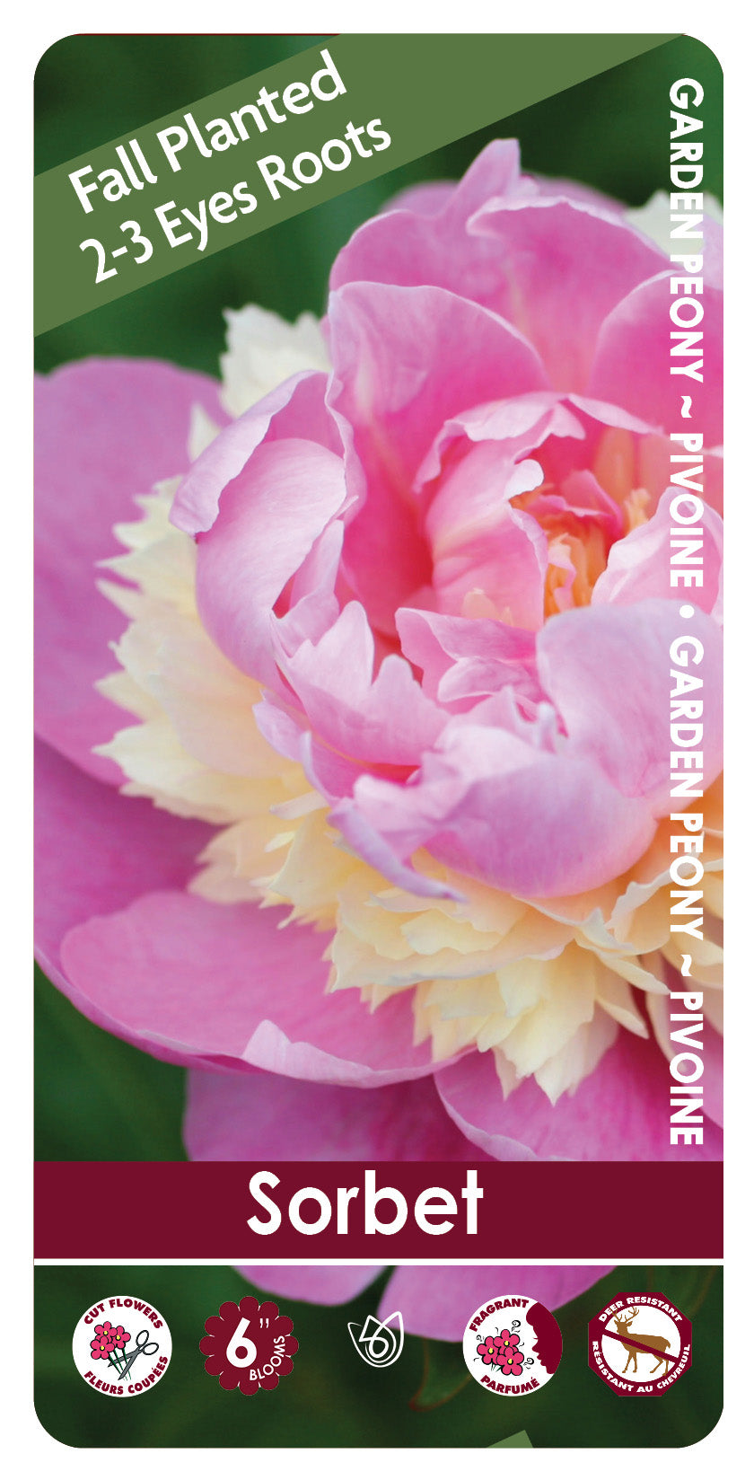 (FALL PLANTED) Peony Sorbet - 2/3 eye