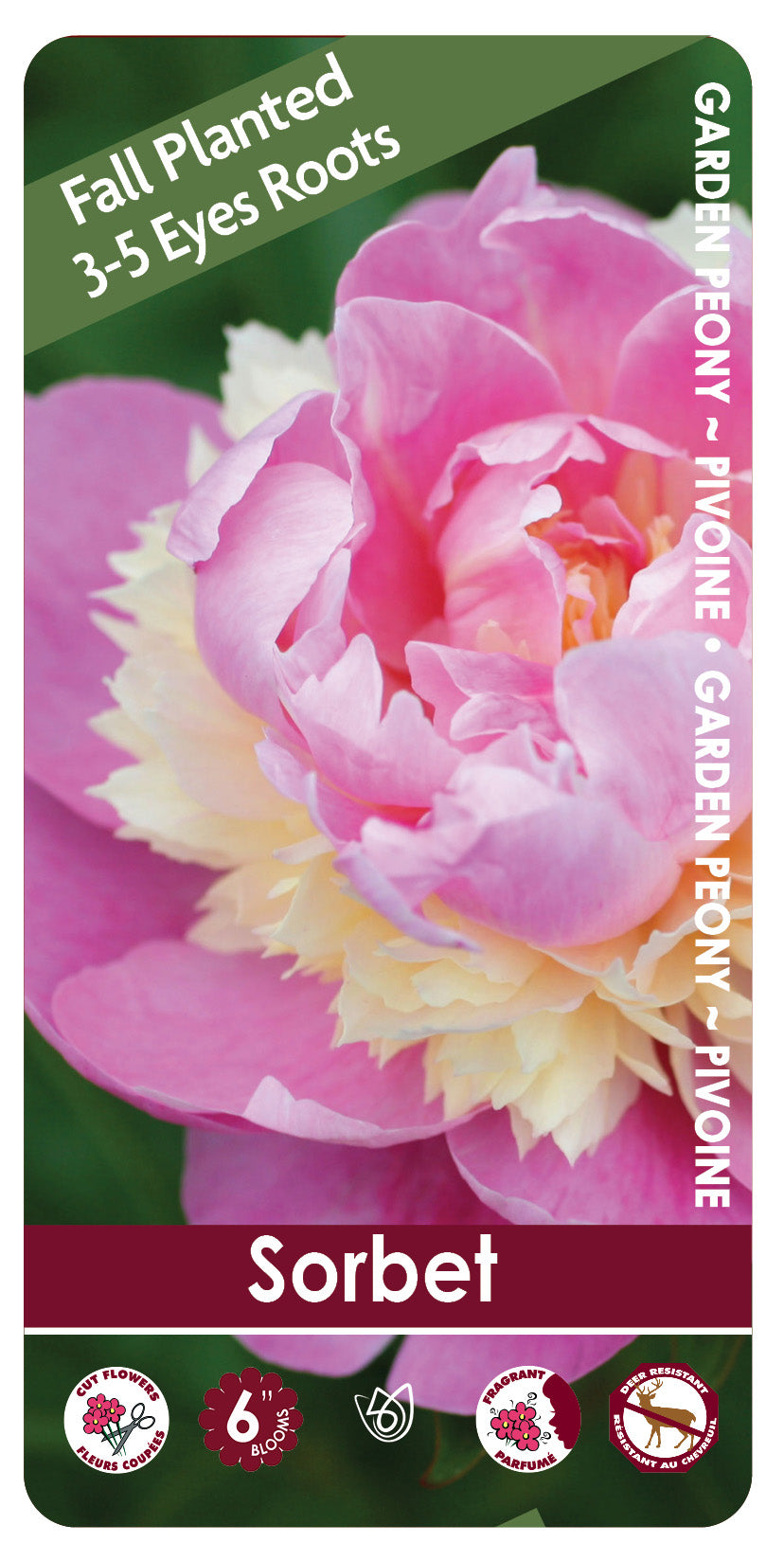 (FALL PLANTED) Peony Sorbet - 3/5 eye