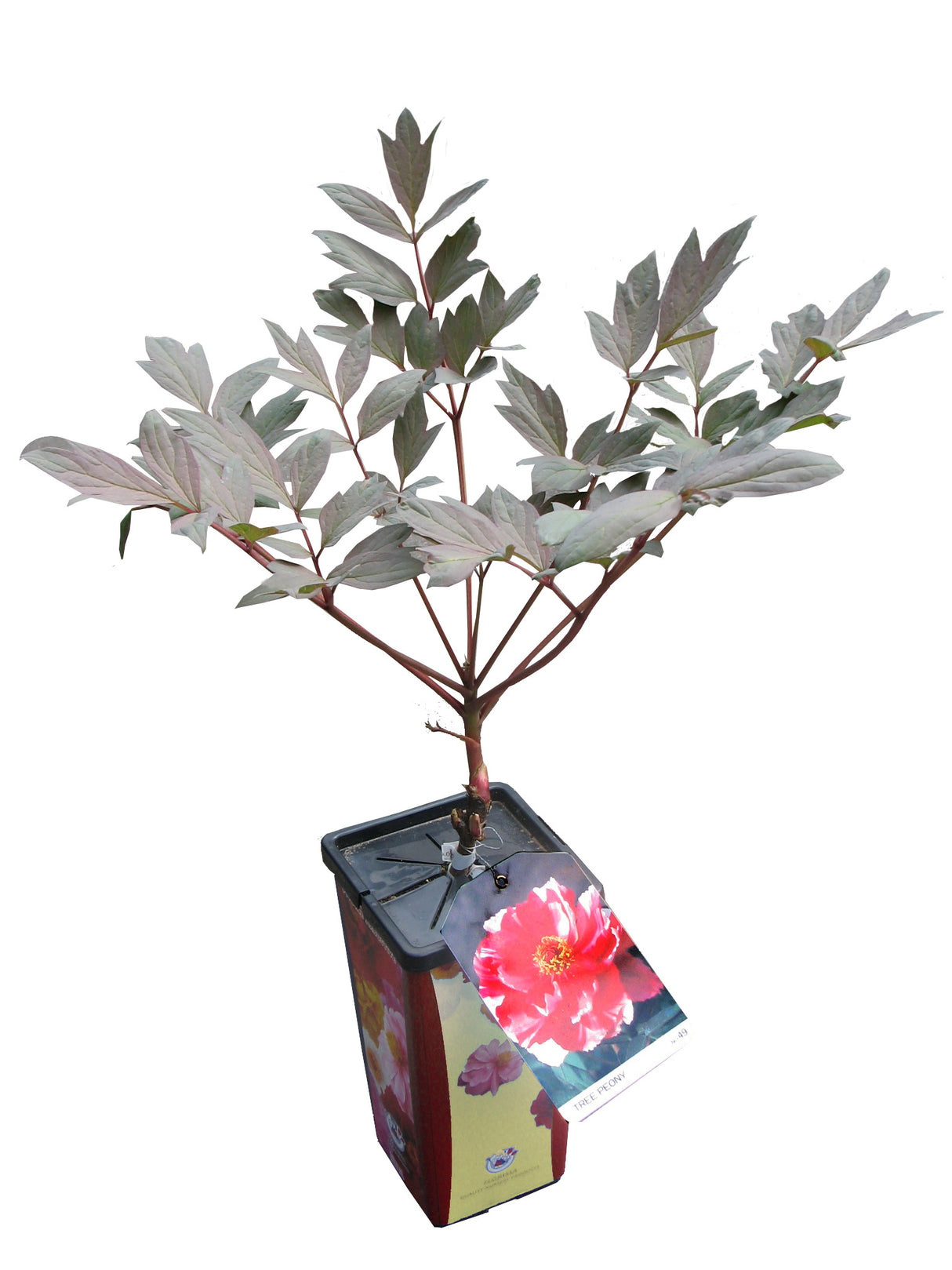 Paeonia Suffruticosa - Asst Unit