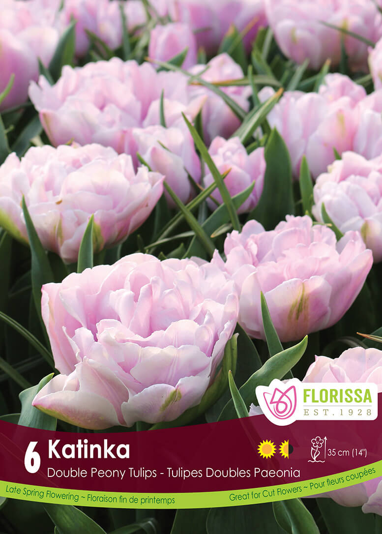 Tulip Double Late - Katinka Retail