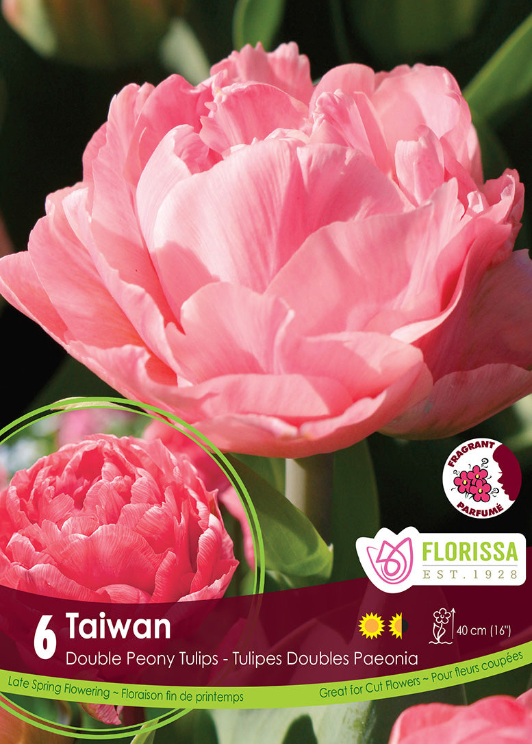 Tulip Double Late - Taiwan Retail