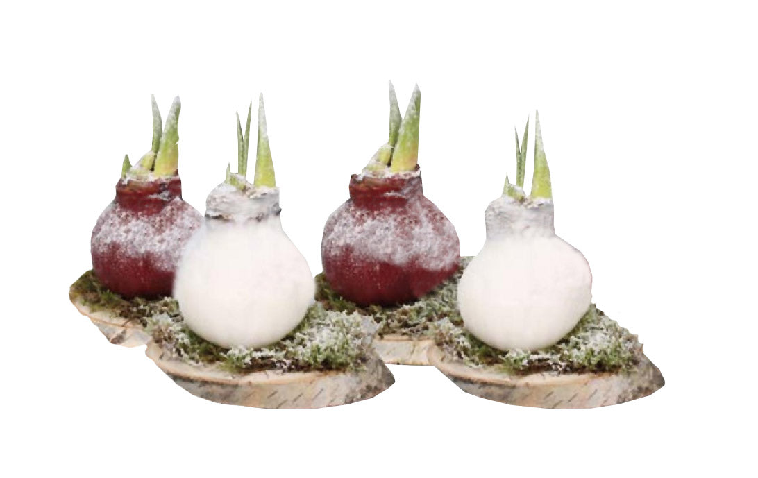 GP87 Wax Amaryllis Woodland Frost - Red Flowering