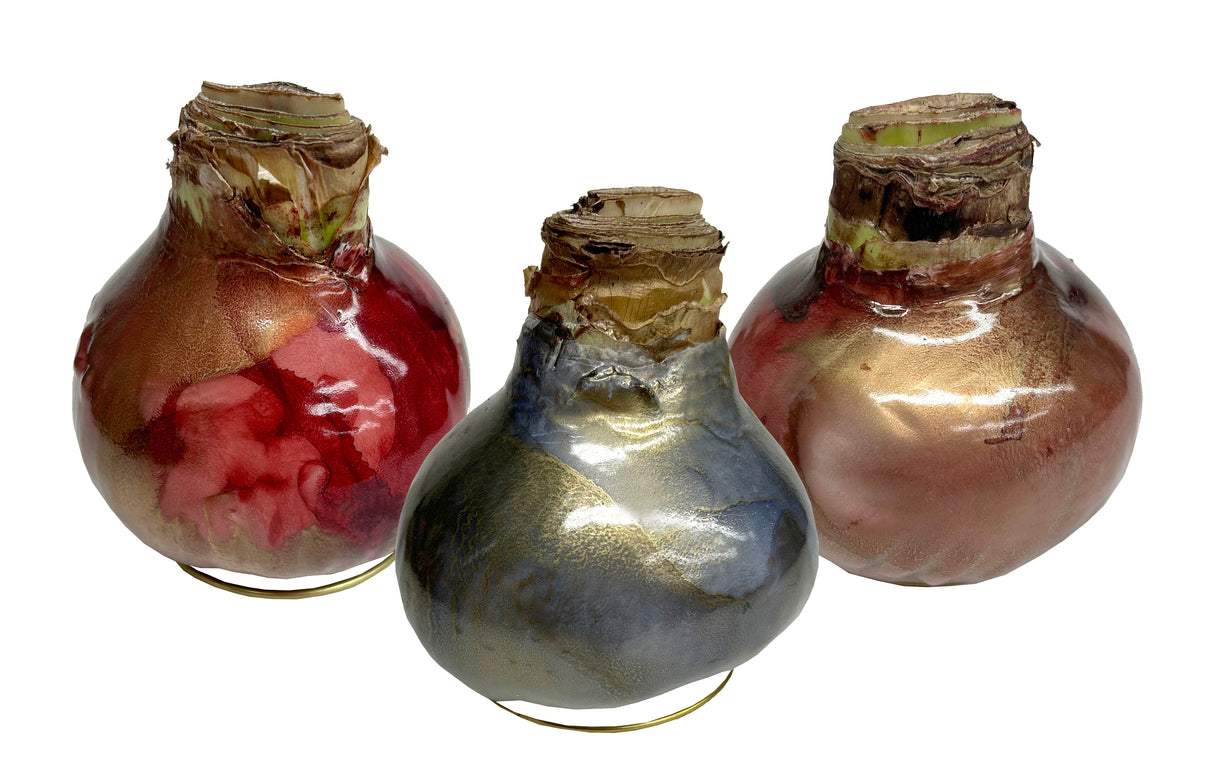 GP84 Wax Amaryllis Galaxy Swirl - Red Flowering