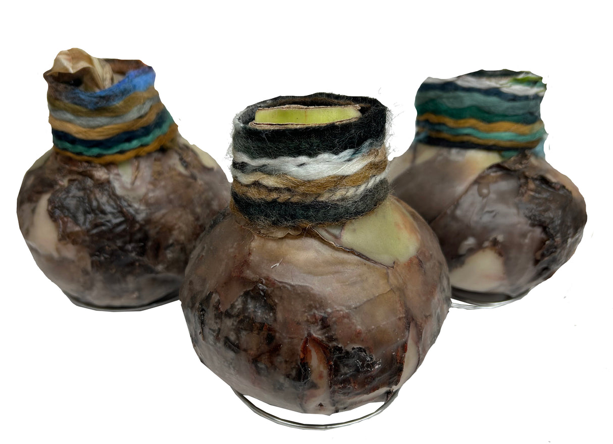 GP85 Wax Amaryllis Boho Chic Natural - Red Flowering