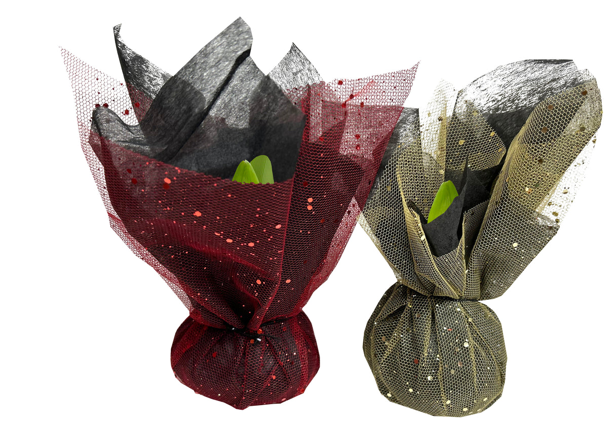 GP88 Wax Amaryllis Wrapped - Red Flowering