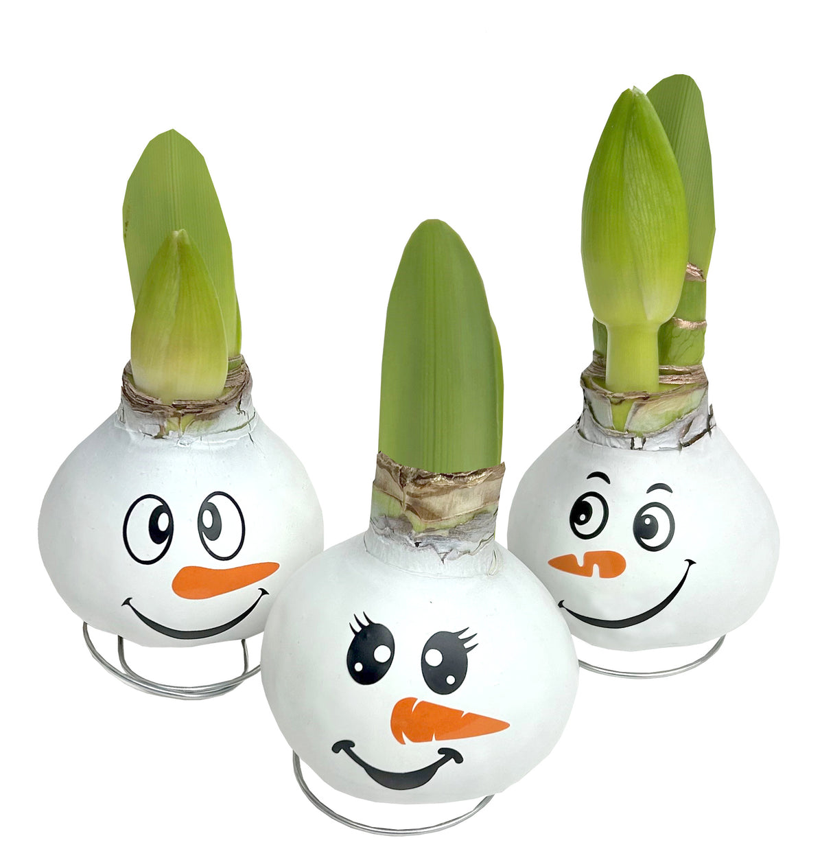 GP89 Wax Amaryllis Snowman Faces - Red Flowering