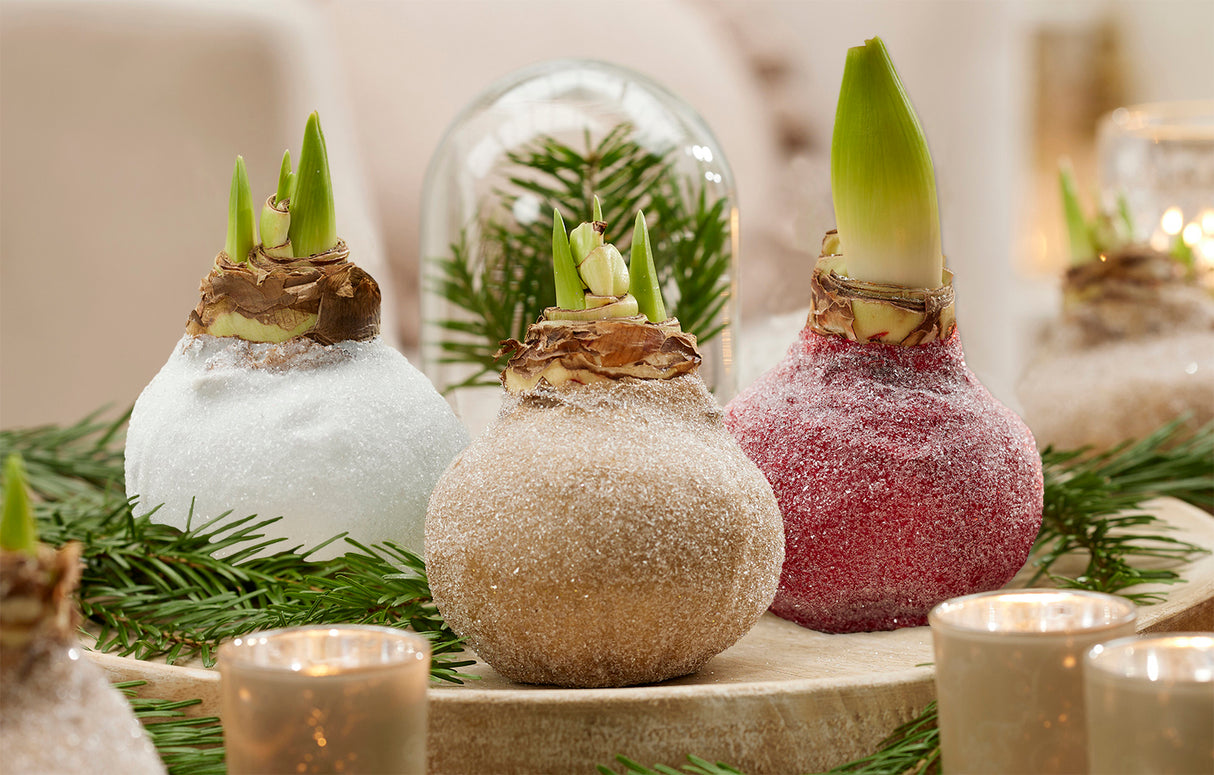 GP86 Wax Amaryllis Sugar Dusted - Red Flowering