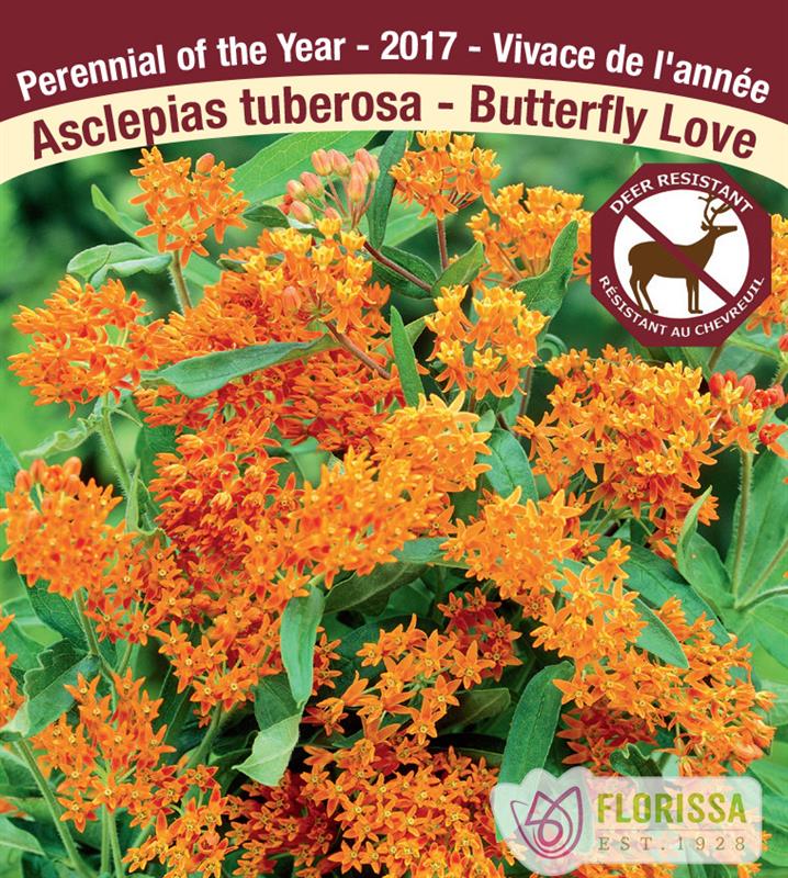 Asclepias - tuberosa