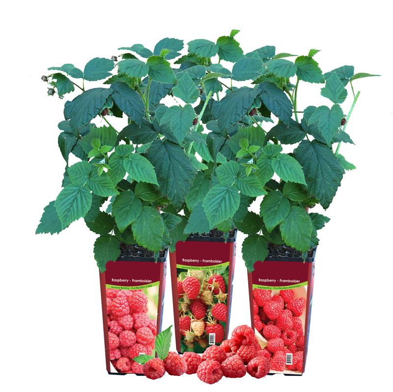 Raspberry Asst'd Unit