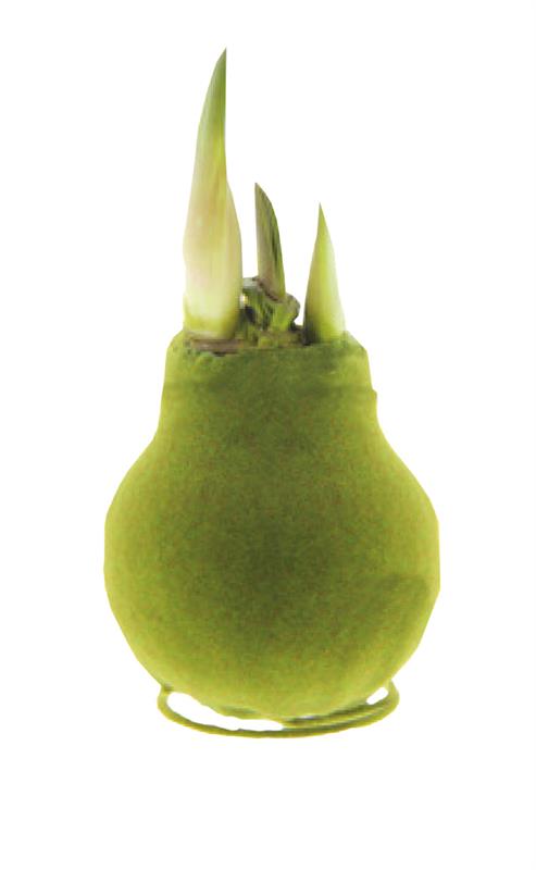 GP83 Wax Amaryllis Velvet Coat - Red Flowering