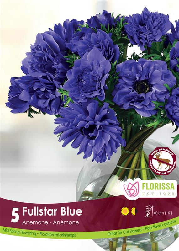 Anemone - Fullstar Blue Fall Bulk