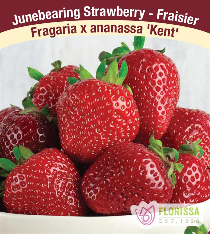 Strawberry Junebearing - Kent Retail