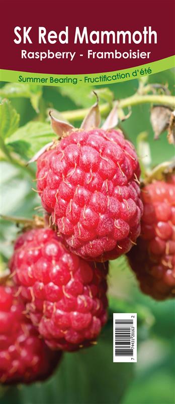 Raspberry Summer Bearing - SK Red Mammoth Retail Pot
