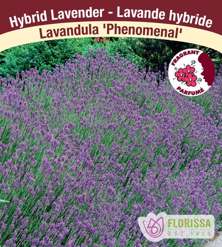 Lavandula - Phenomenal