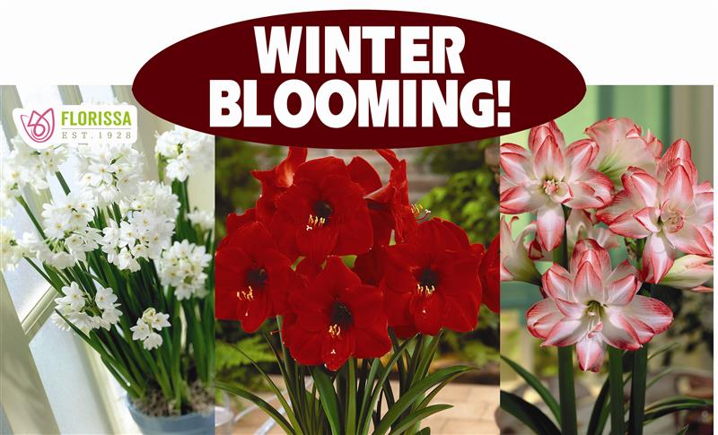 Theme Display Rack Topper - Winter Blooming