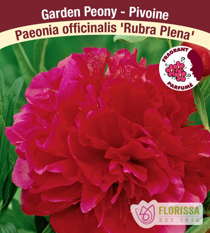Paeonia officinalis - officinalis Rubra Plena (Red)