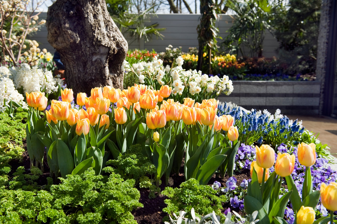 pf-3708cfaf--tulip-spring-garden-ibulb216089__PID:08110aee-651c-40ef-867f-736d24adaa7d