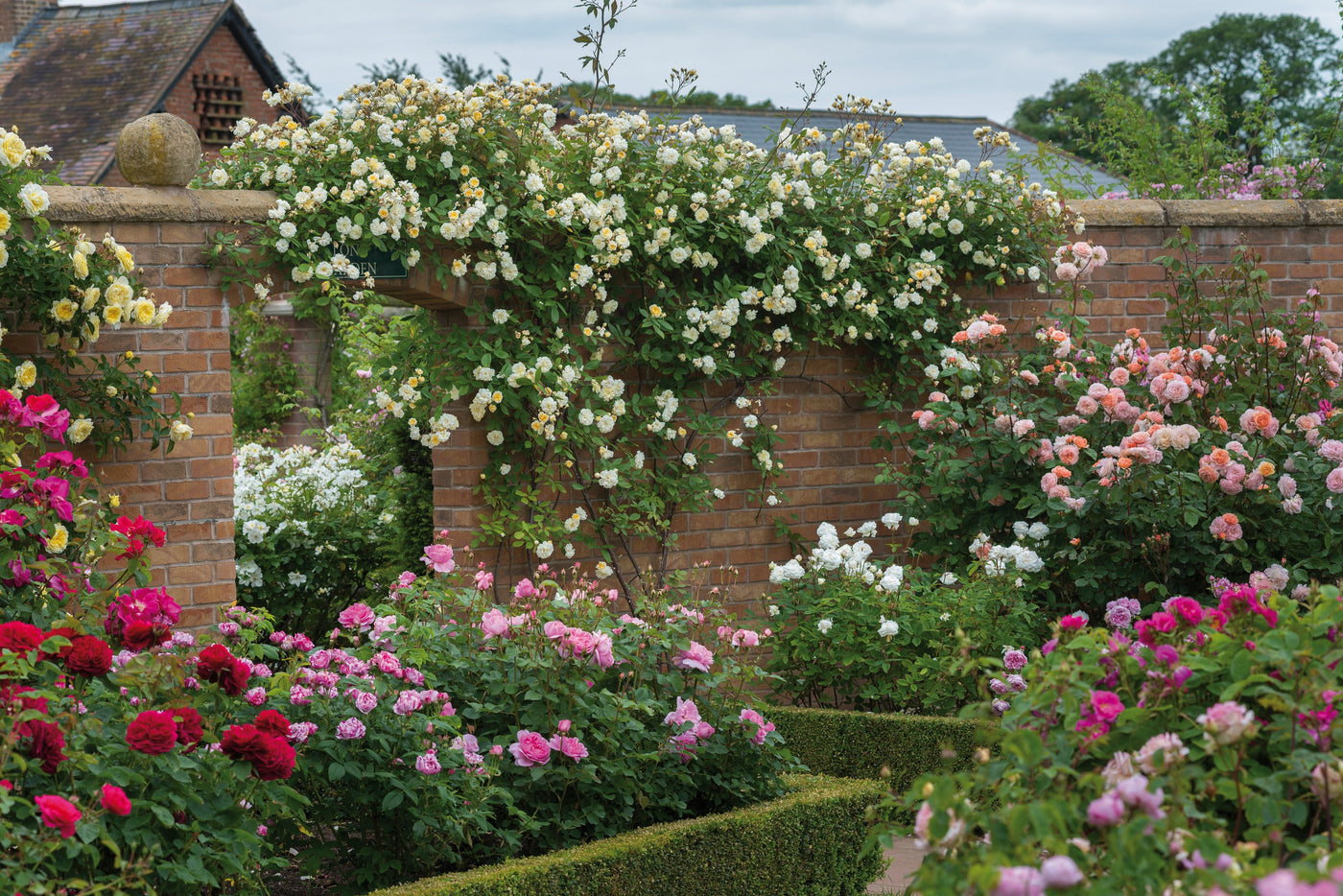 pf-7dc744fe--davidaustinenglishrosemalvernhillshr14a7875a4__PID:5b0c68e7-1236-44f7-b4f9-e51665fa4c08