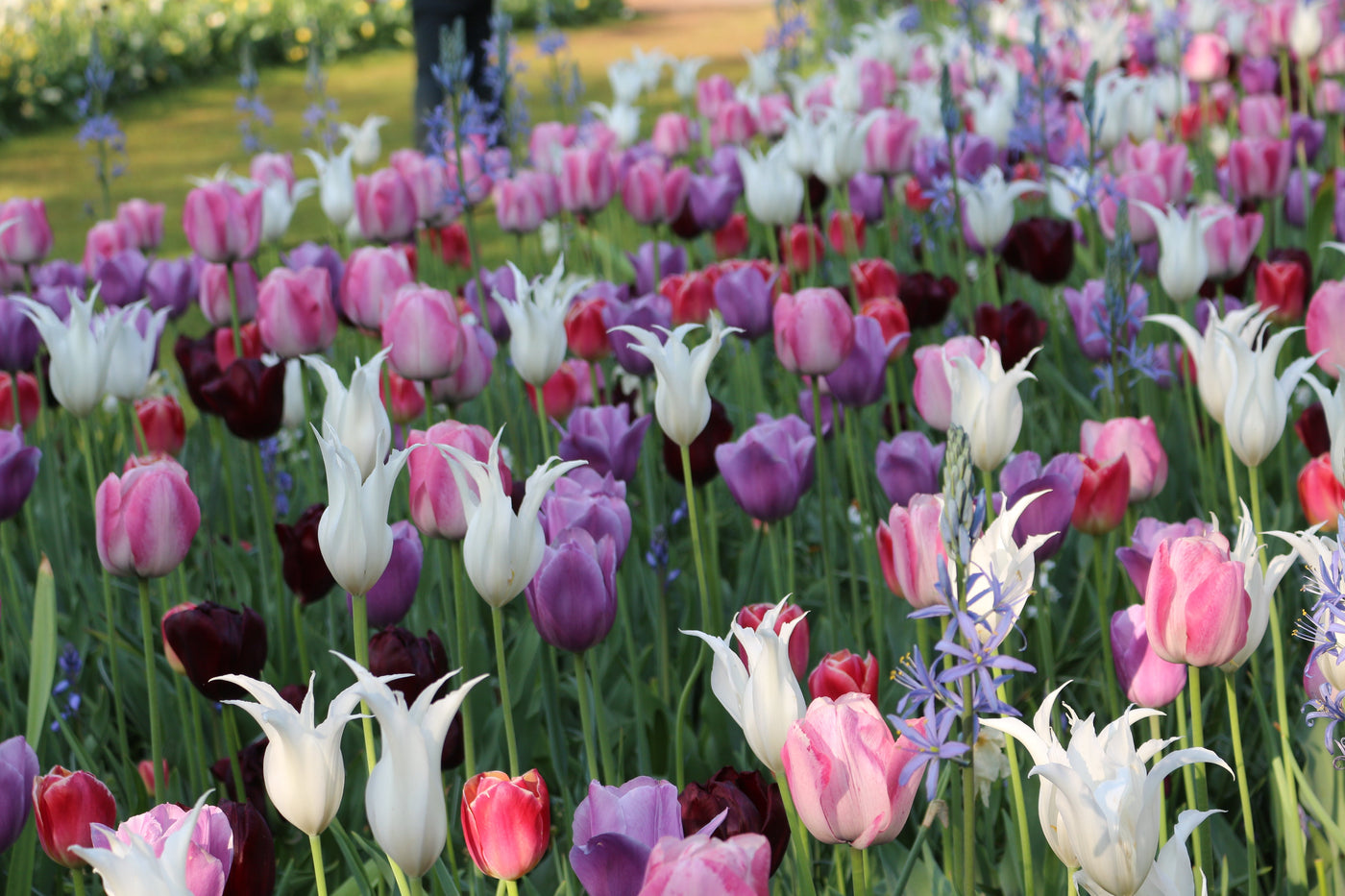 pf-990c22c5--keukenhof-spring-2018-4__PID:10ef867f-736d-44ad-aa7d-0c849a2bf2be