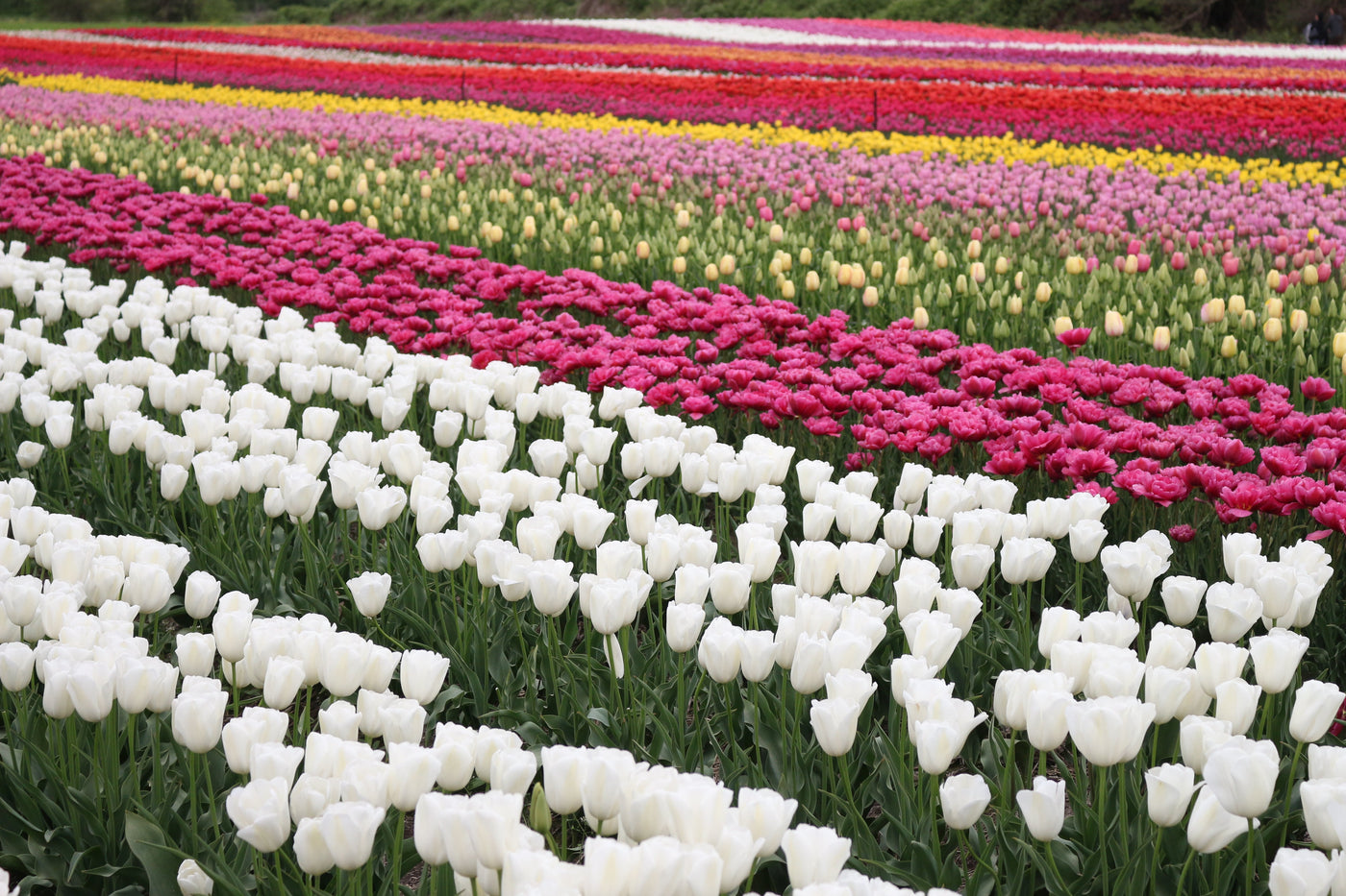 pf-a05b4cce--tulip-field-shot-abby-tulip-festival-38__PID:104e0811-0aee-451c-90ef-867f736d24ad