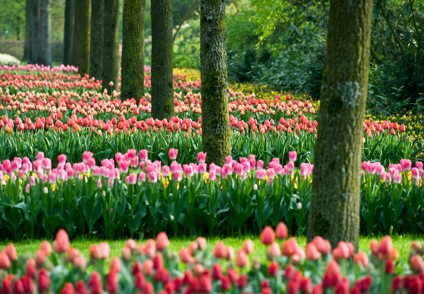 pf-c5f76ef7--tulip-pink-red-mixed-keukenhof-ibulb217969__PID:7f736d24-adaa-4d0c-849a-2bf2be57e5f3
