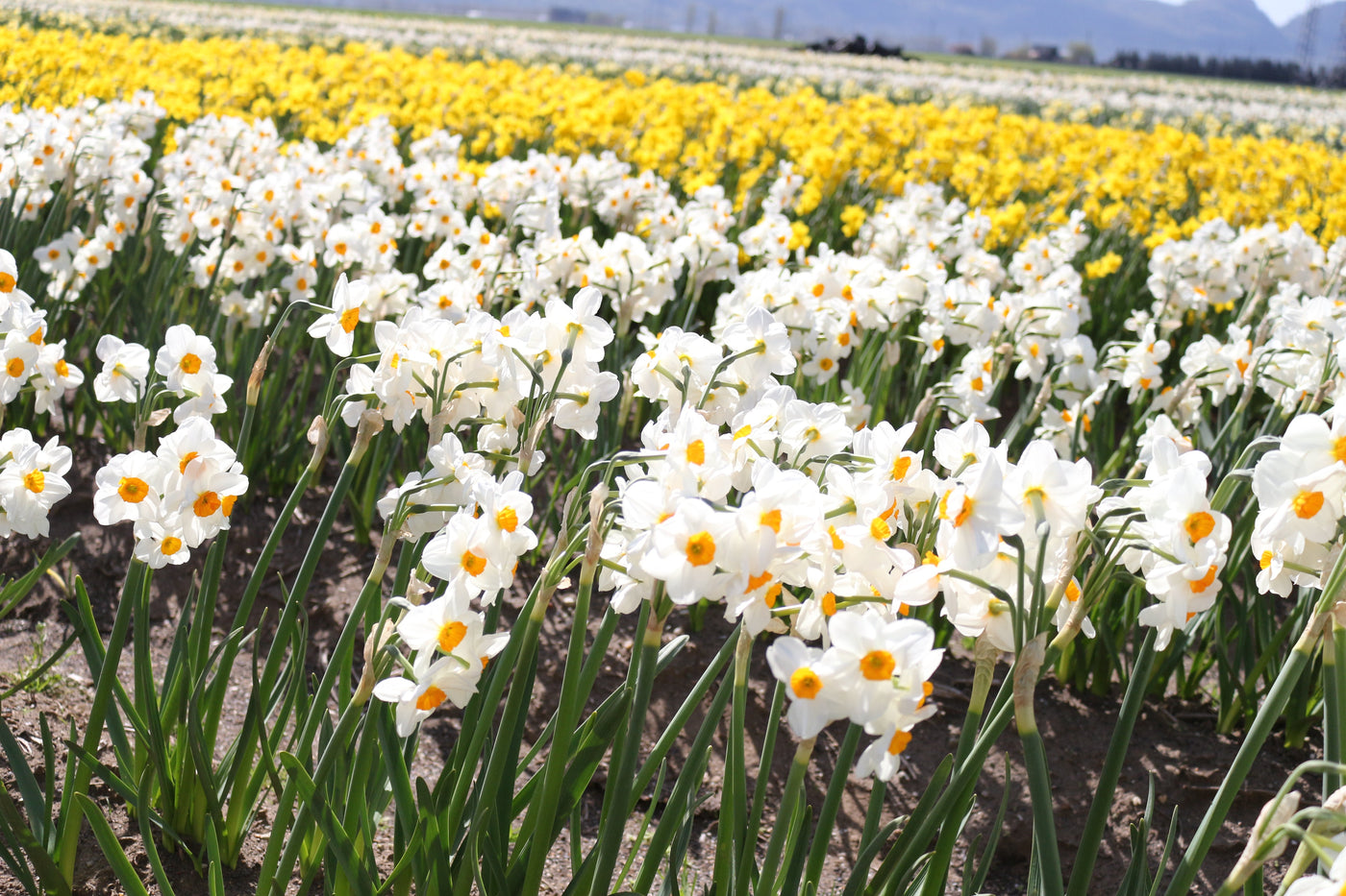 pf-dbb33df1--narc-geranium-sumas-fields-s18-59__PID:24104e08-110a-4e65-9c10-ef867f736d24