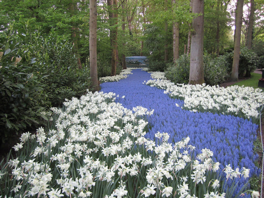 pf-dd990c22--keukenhof-river-of-muscari__PID:ef867f73-6d24-4daa-bd0c-849a2bf2be57