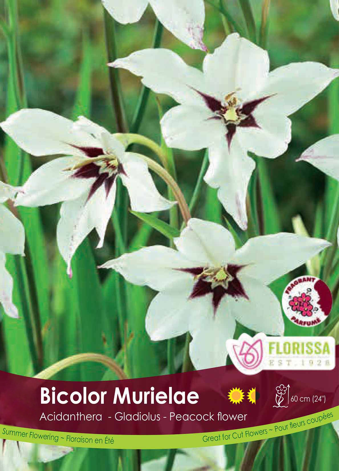 Acidanthera - Bicolor Murielae Bulk