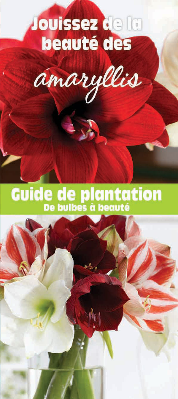 Amaryllis Planting Instructions - French