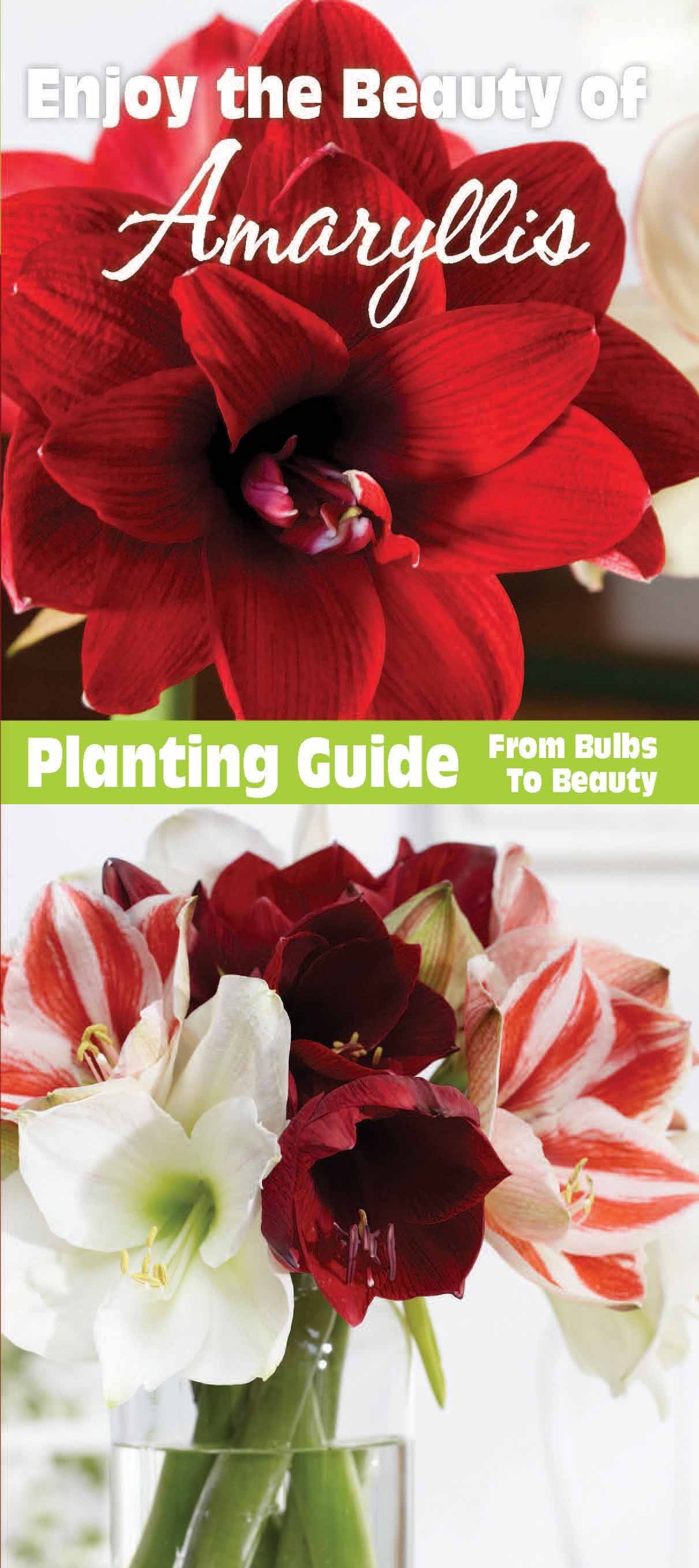 Amaryllis Planting Instructions - English