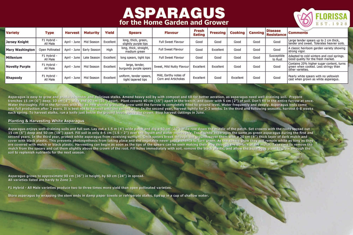 Asparagus Poster (12x18) Bilingual