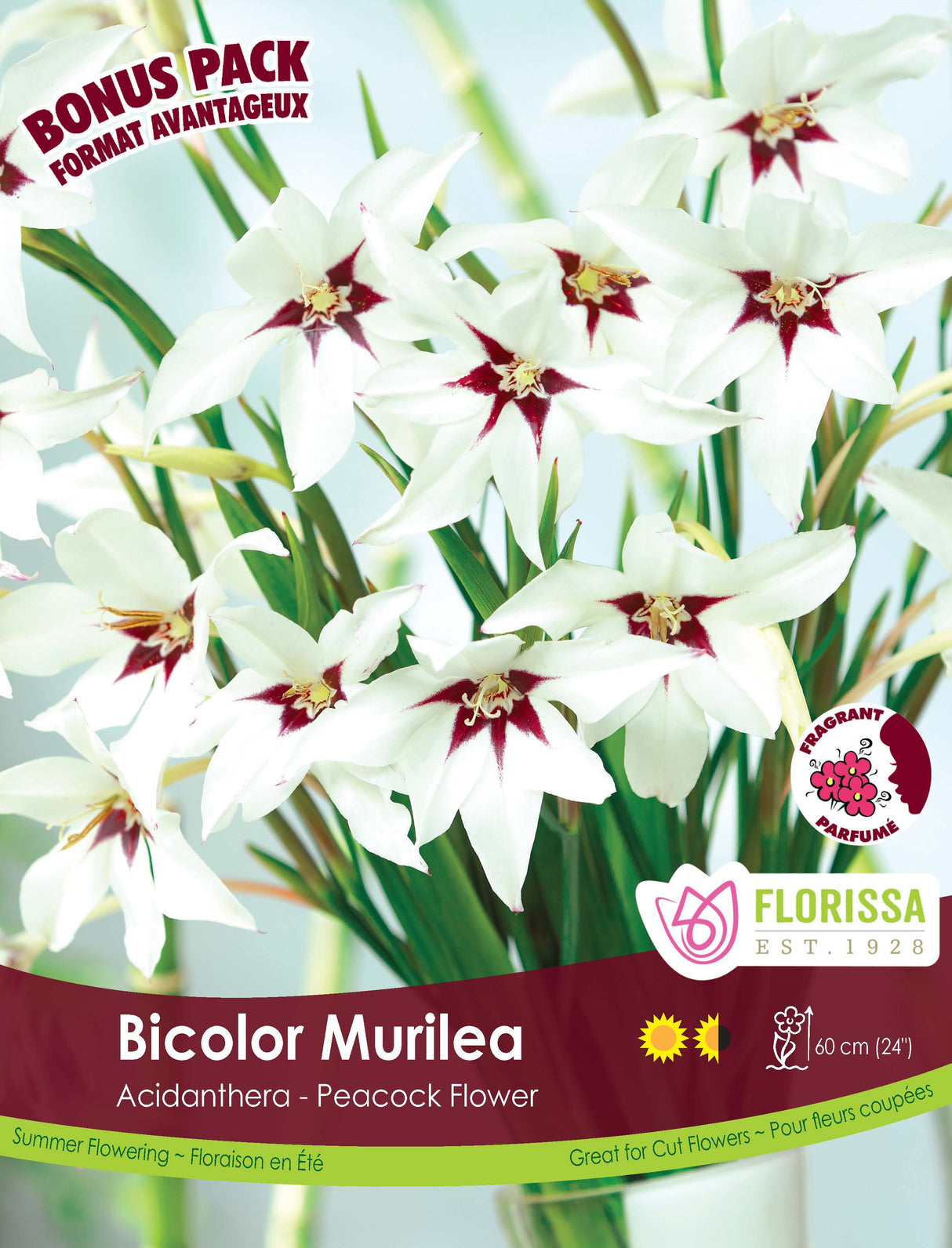 Bonus Pack - Acidanthera Bicolor Murielae