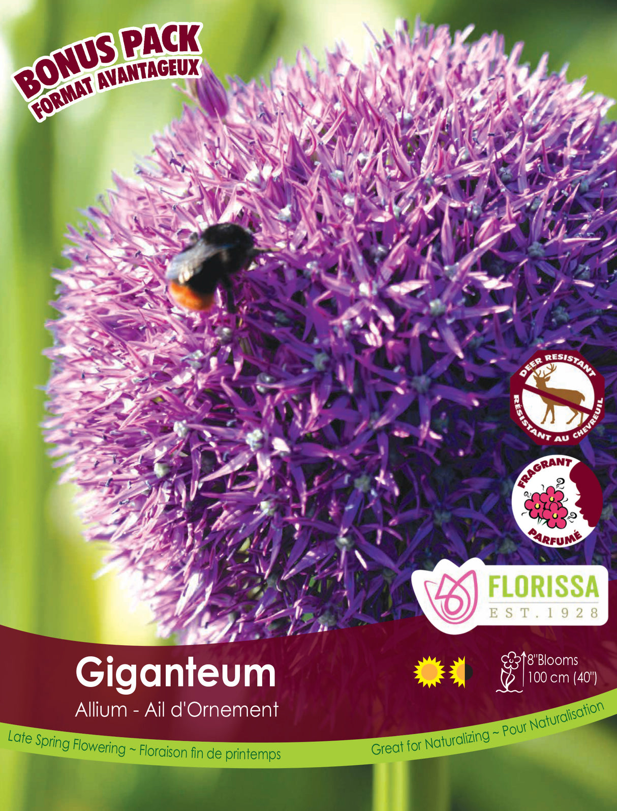 Bonus Pack Allium - Giganteum
