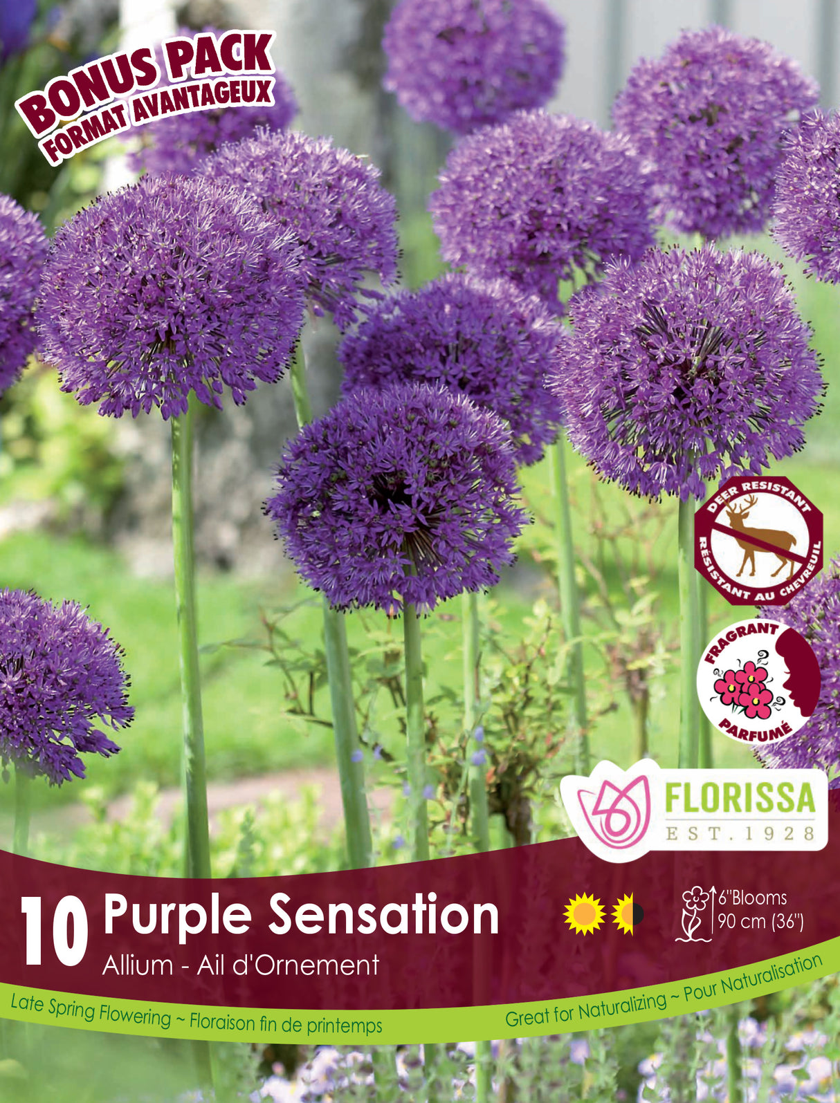 Bonus Pack Allium - Purple Sensation